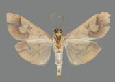 AZ26-0021V